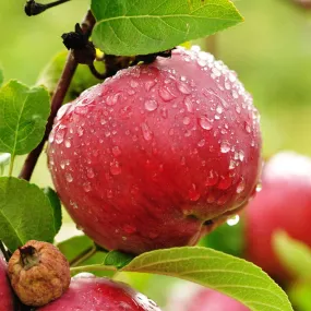 Apple Orchard - Premium Fragrance Oil